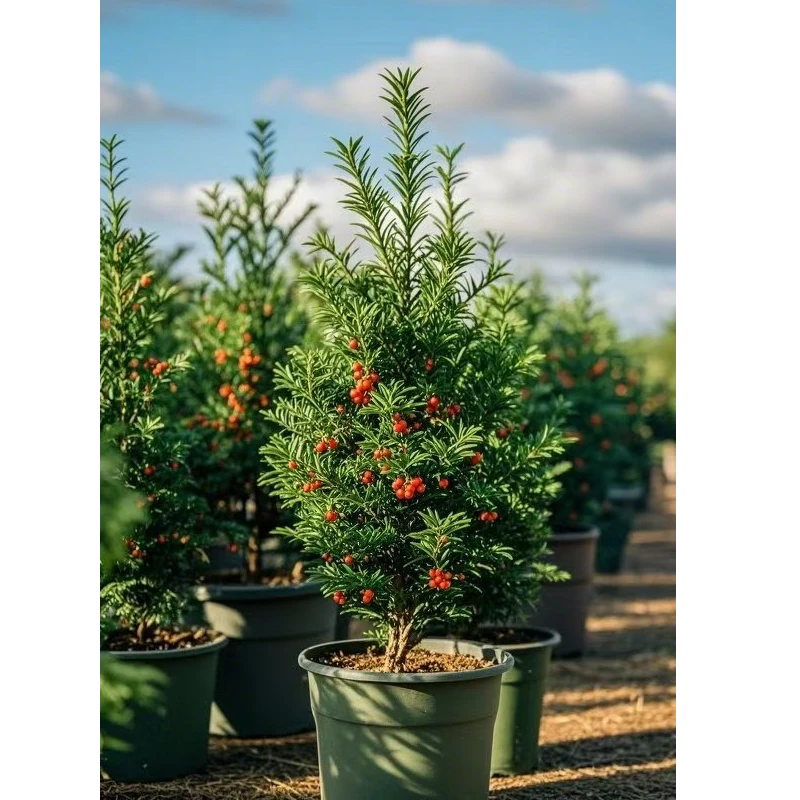 精品曼地亚红豆杉盆栽四季常青24小时制氧造型吸收空气辐射进化