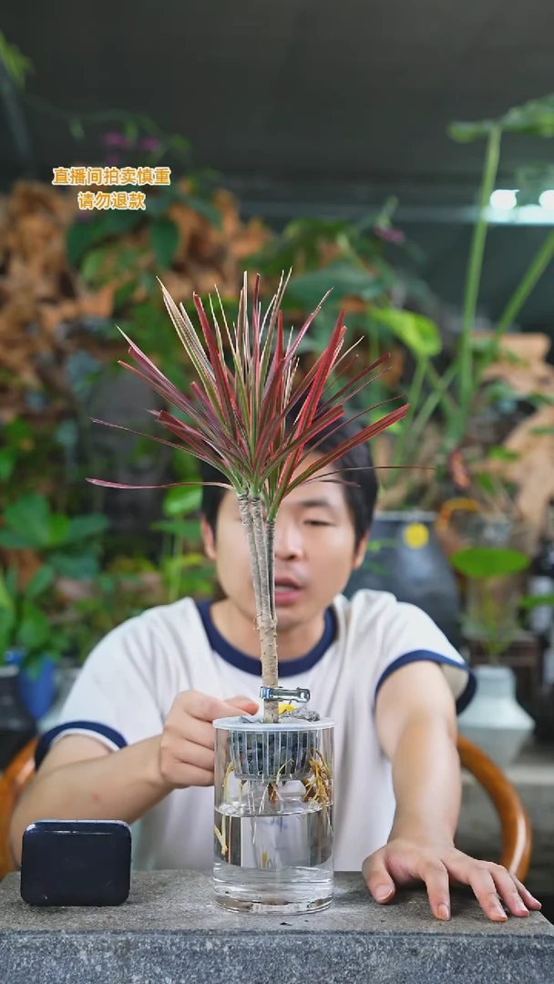 当前无花栽培后可以开花千年木275T