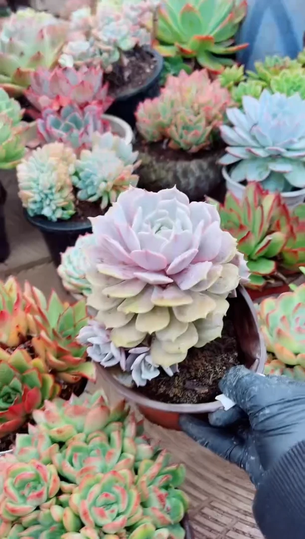 水****，26072多肉植物一物一拍