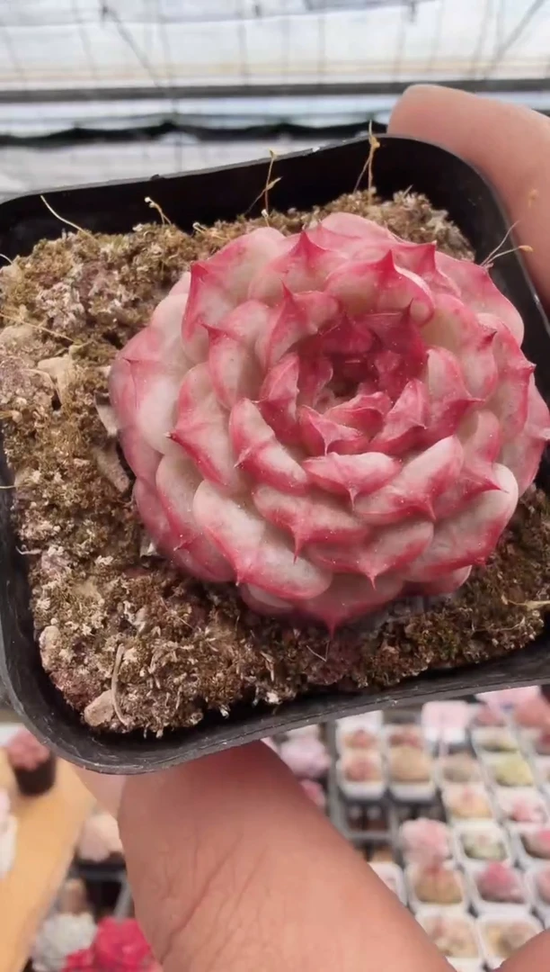 东云多肉园新款-106