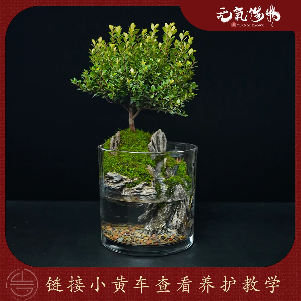【店铺直销】峰回路转—小叶赤楠绿植造景成品真植物【尺寸：10*10】