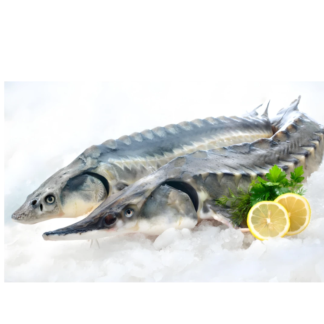 冷冻西杂寻龙鱼好养