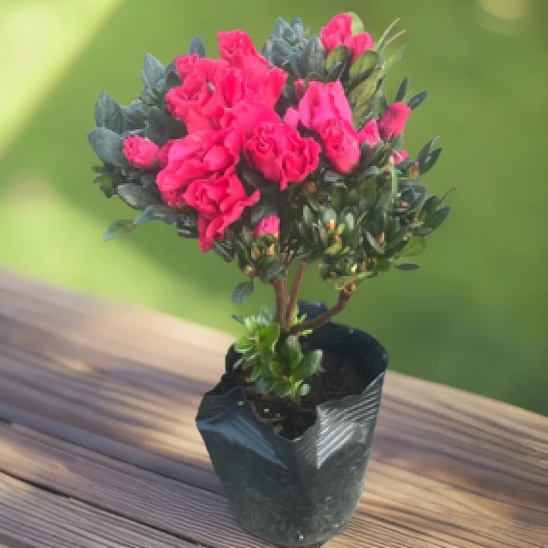 四季开花杜鹃花盆栽