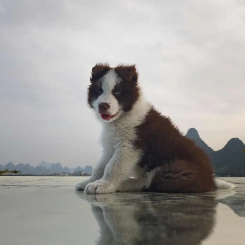 龙源牧场边牧幼犬