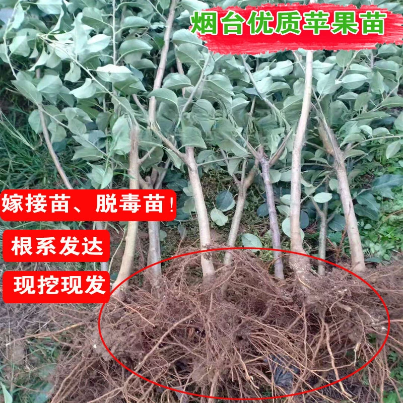 烟台正宗红富士苹果树果苗特大冰糖心南北方种植地栽当年结果耐寒