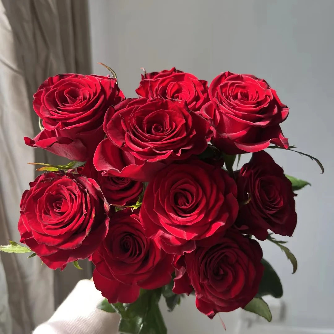 【高原红玫瑰A级】云南鲜花直发吉祥与幸福炽热的爱包邮