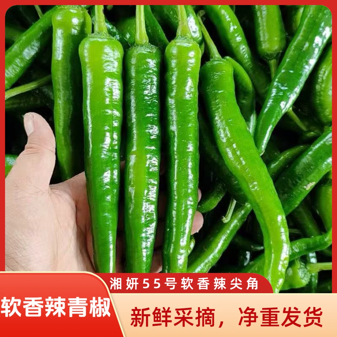 【顺丰包邮】湘研55号微中辣新鲜青椒薄皮软皮香辣牛角椒农家自种