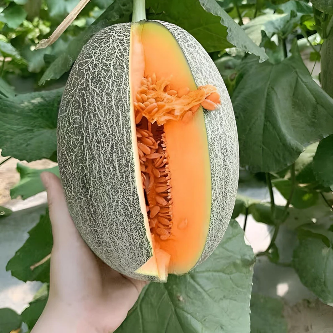 新疆网纹哈密瓜种子四季播水果哈蜜瓜甜瓜香西瓜阳台蔬菜种籽正品