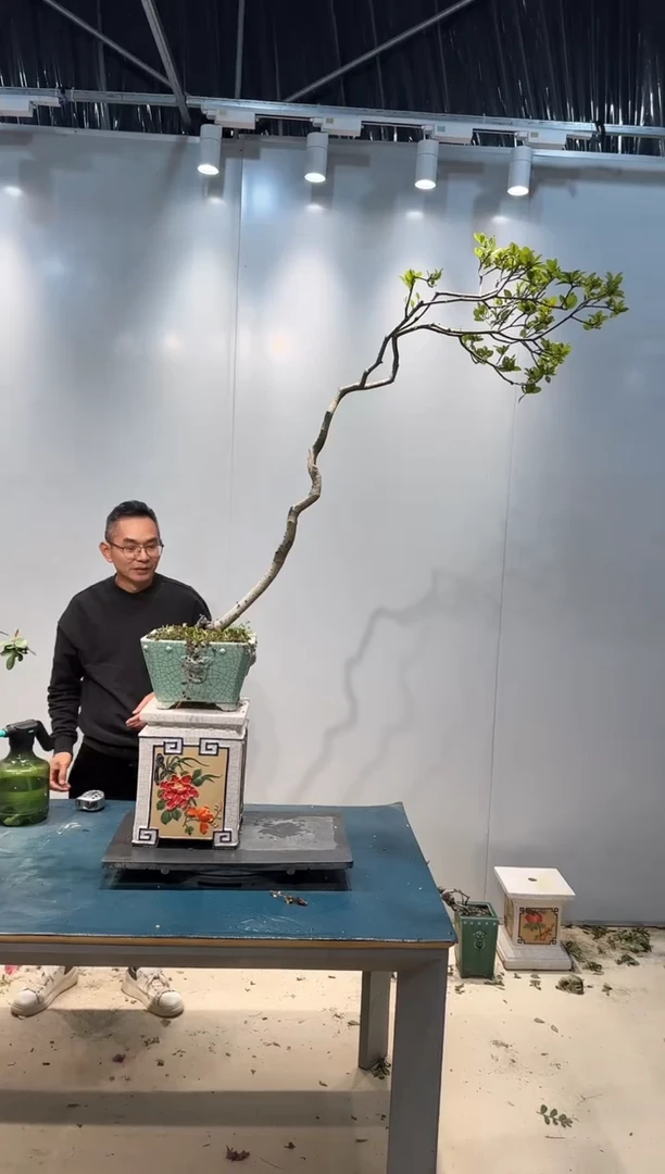 无花朵海岛春花海岛春花