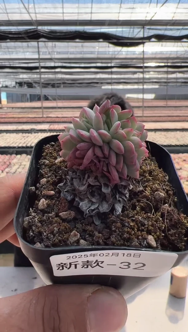 【闪购商品】新款多肉-32