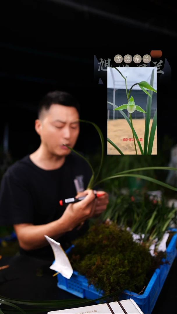 当前无花栽培后可以开花寒兰-义素（前垄单苗带芽）种好发货