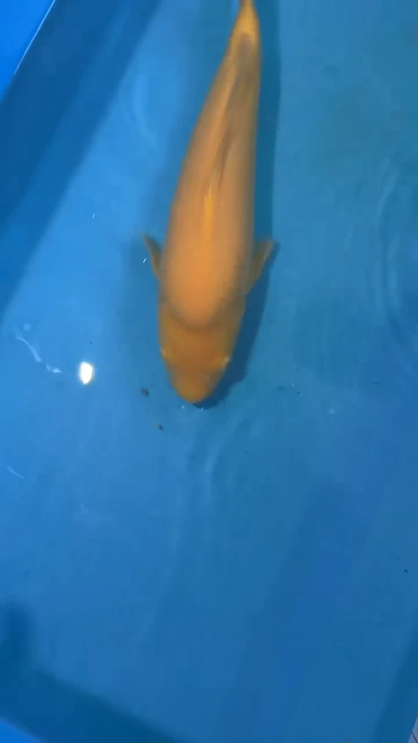 锦鲤太饱锦鲤36cm-45cm不包邮到付