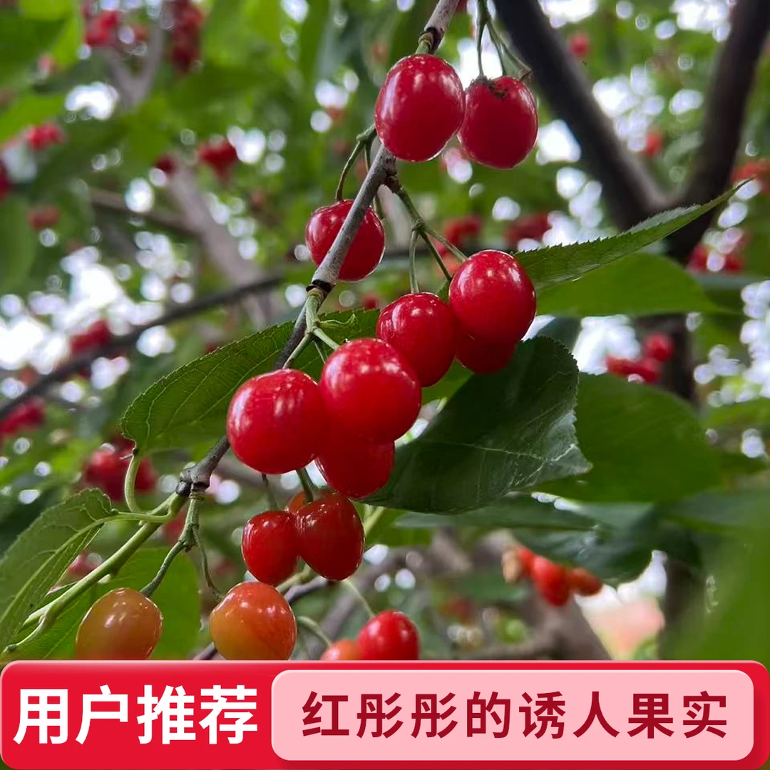 正宗尖顶玛瑙红品种樱桃苗带杯带土发货南北方可栽种好种植易结果