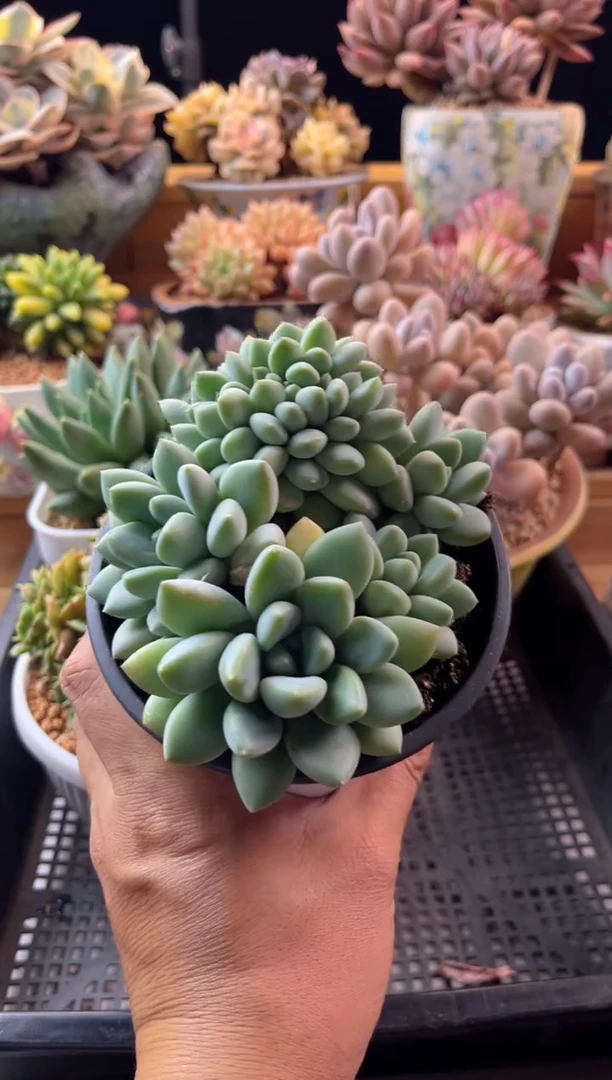 天***?7.4-47奶糖缀化11111