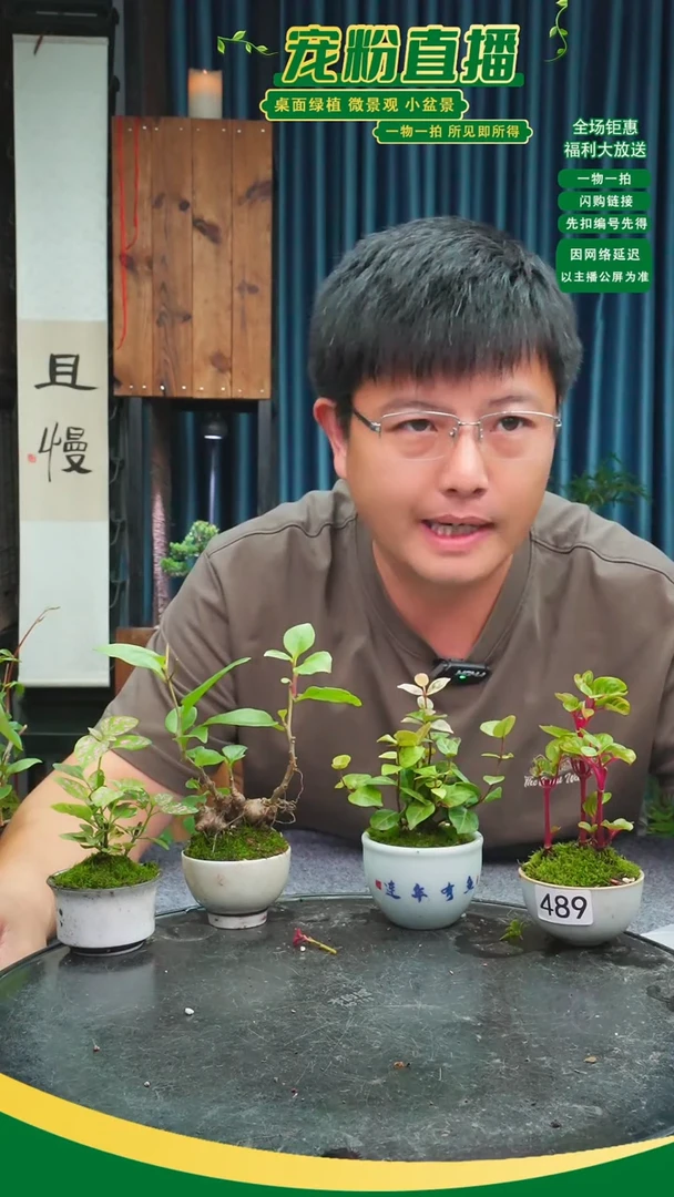 无花朵?****?苔藓微景观489号