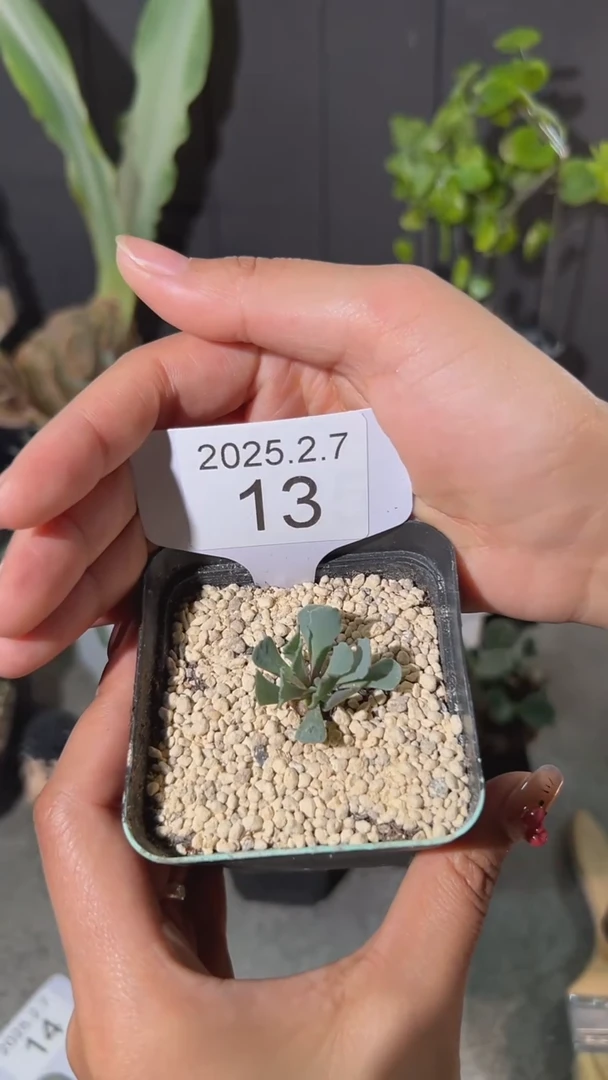 【闪购商品】格加厚敦菊宝宝2.7.13