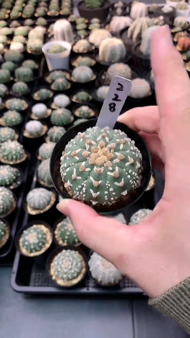 【闪购商品】实生，228号