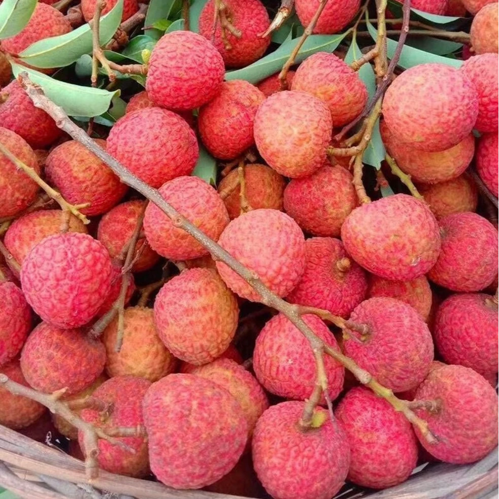 黑叶荔枝带枝新鲜采摘应季水果汁多香甜可口