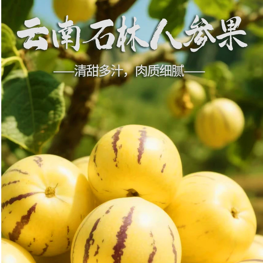 W云南石林应季人生果树上熟圆果黄肉新鲜多汁现摘水果80-120