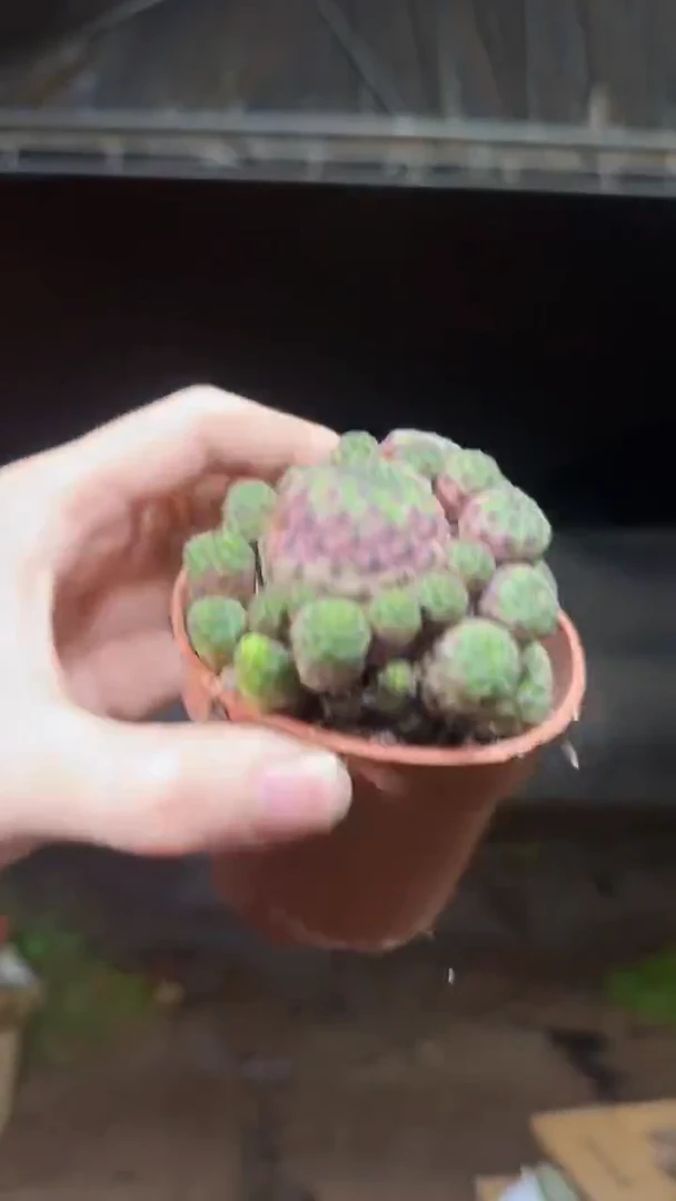 紫粒丸 群生【带根】