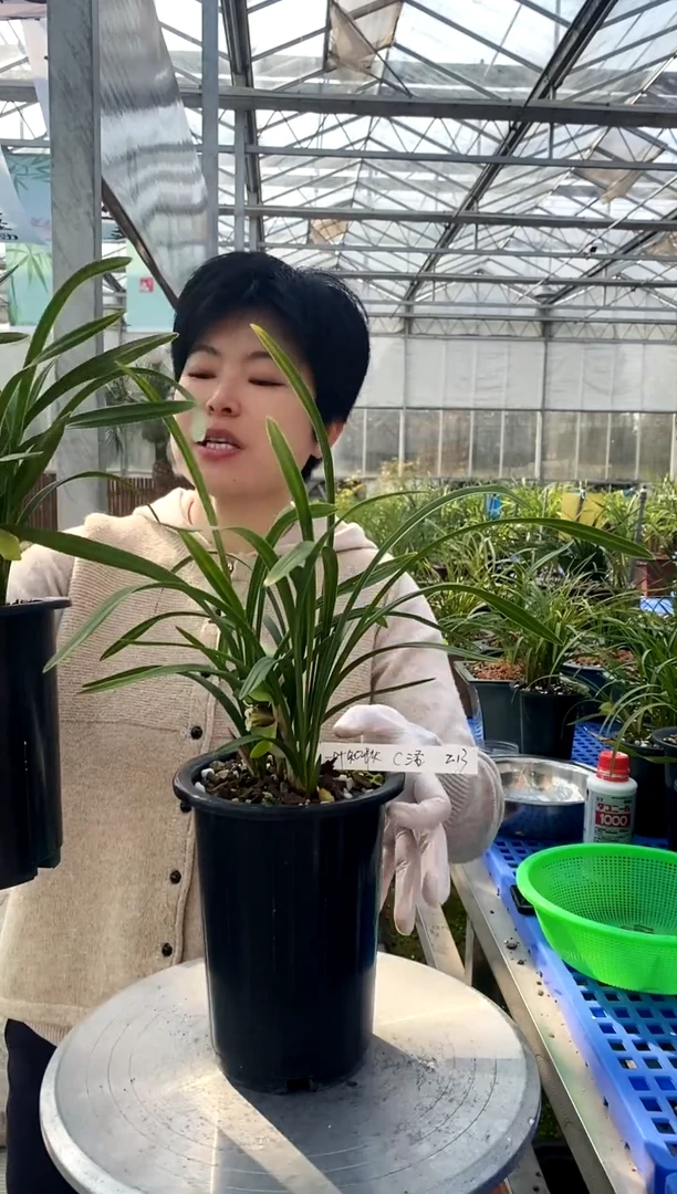 【闪购商品】三圣，吴洁