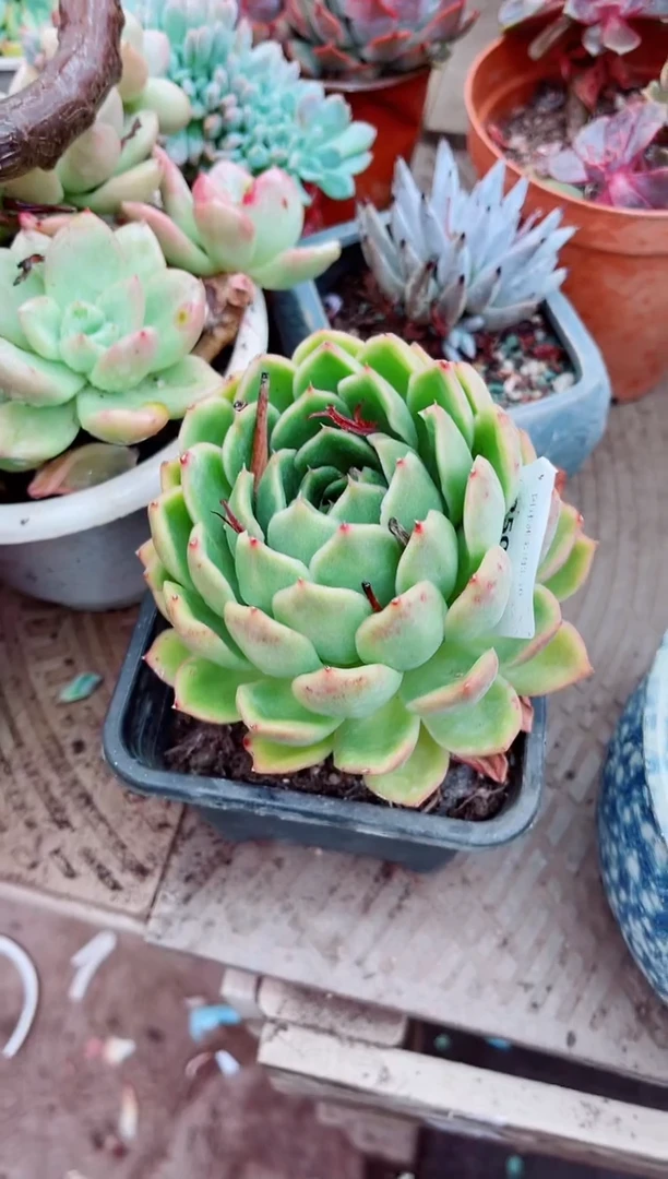 飘25081多肉植物一物一拍