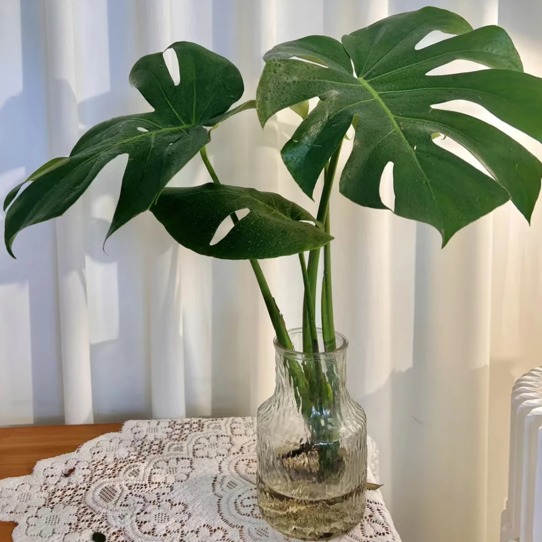 【龟背竹40-50厘米】带瓶水培盆栽室内净化空气四季常青观叶绿植
