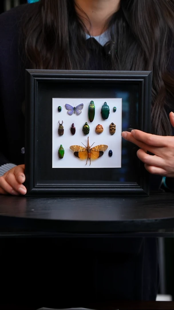 蝴蝶标本摆件竞拍M205