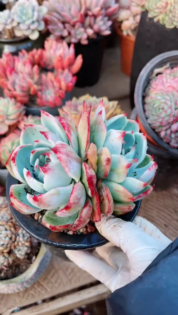 【闪购商品】21157