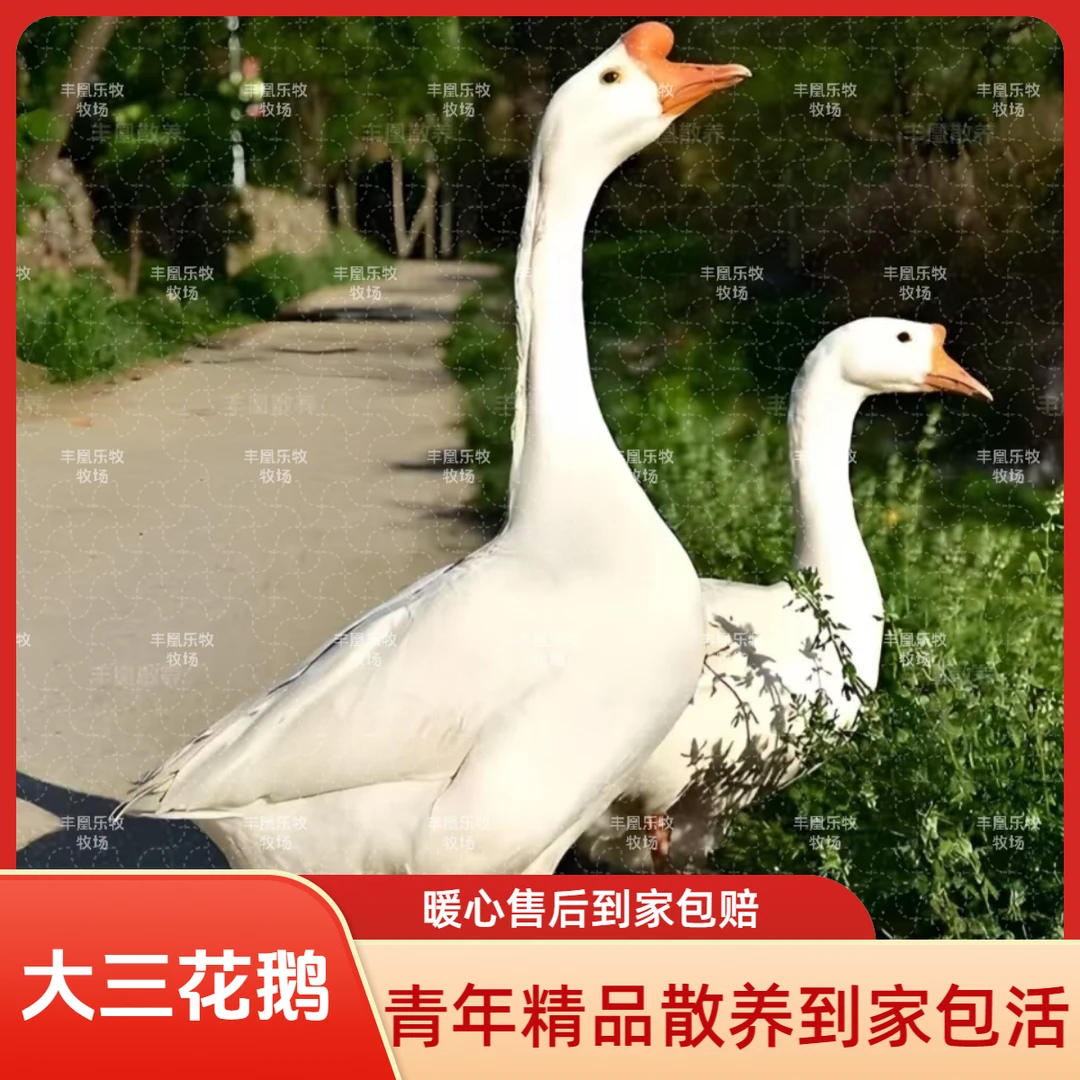 青年鹅三花到家包活更好养柯尔鸭宠物