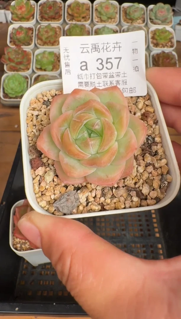 357a珍妮多肉(6.5cm杯）一物一拍 带盆土发