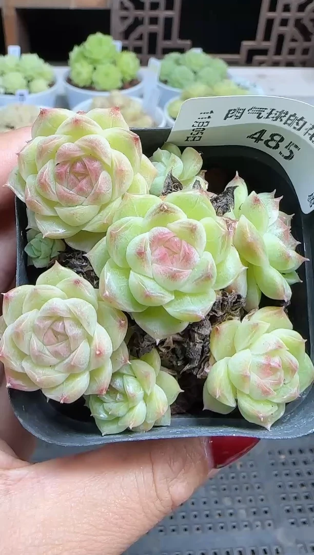 1105-485麦秆群不包整