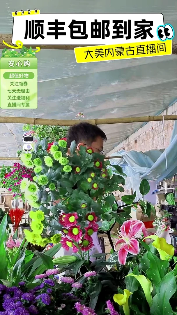 完全开放三色小雏菊