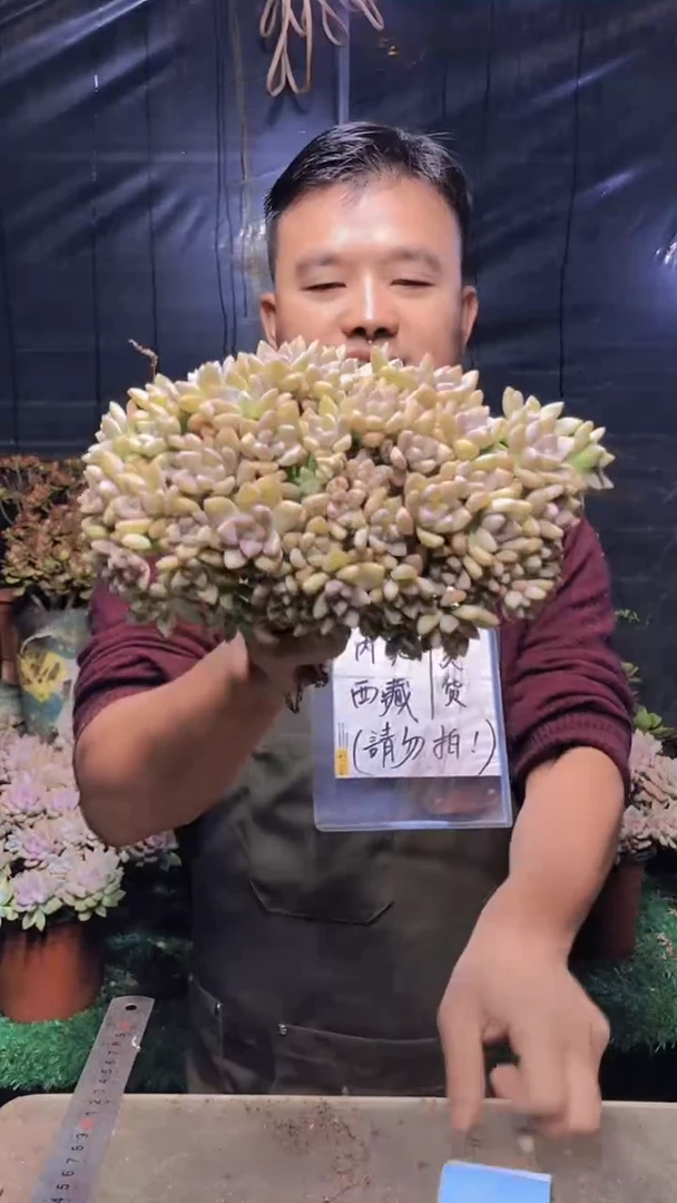 280淡雪缀化（一物一拍）