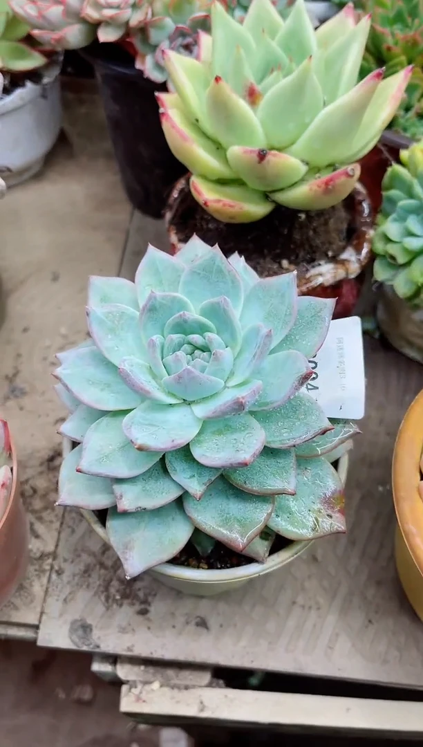 福**喜22094多肉植物一物一拍