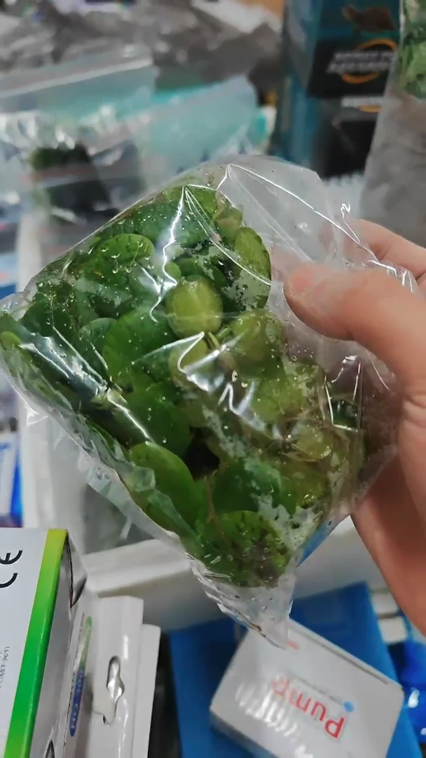 海星圆心浮萍5朵包邮