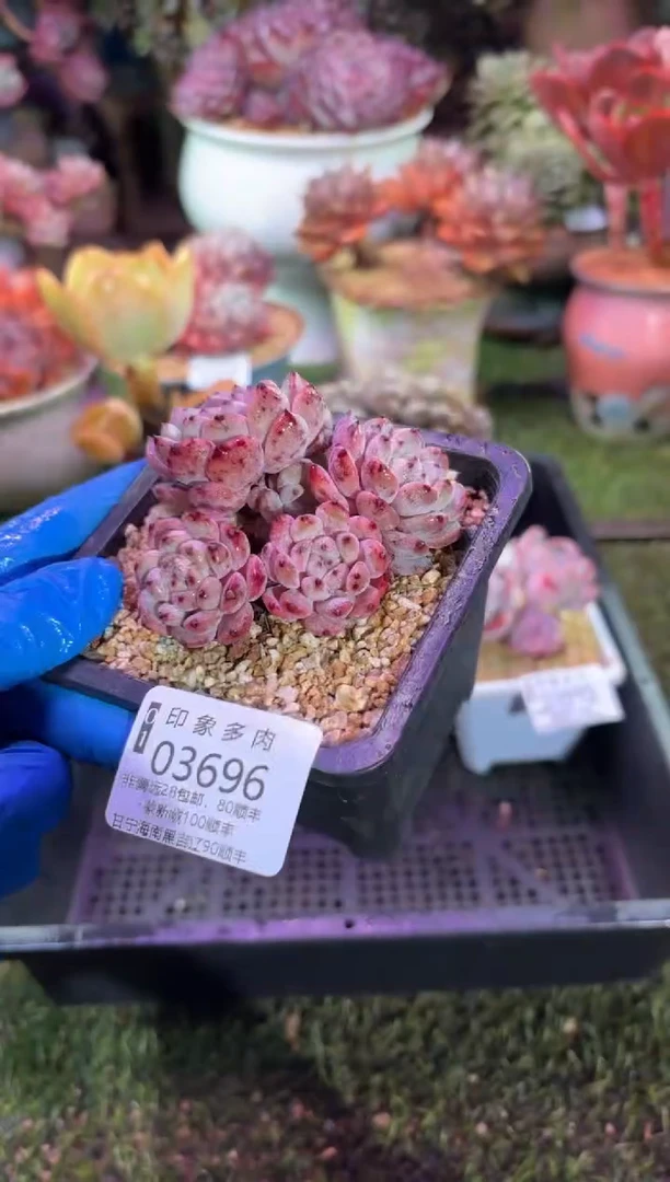 【闪购商品】03696