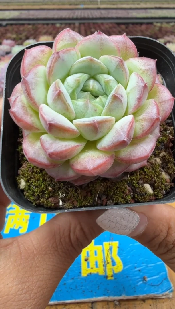 东云多肉园二店-164