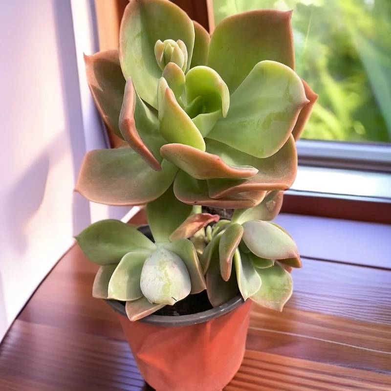 （鹤氏 )  满9.9包邮 多肉阳台植物