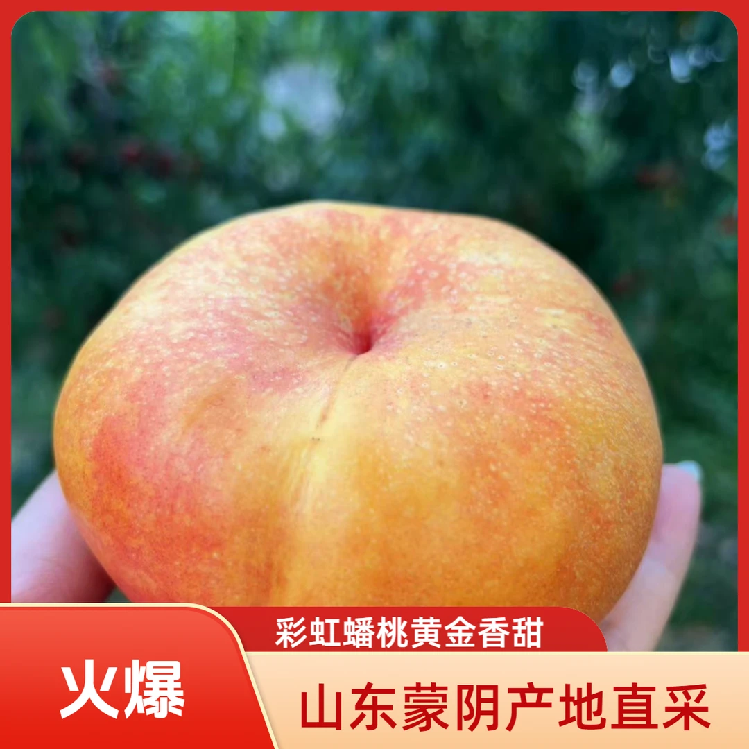 【现货采摘】山东蒙阴7-7新鲜水果精选黄金香甜产地直采陕西