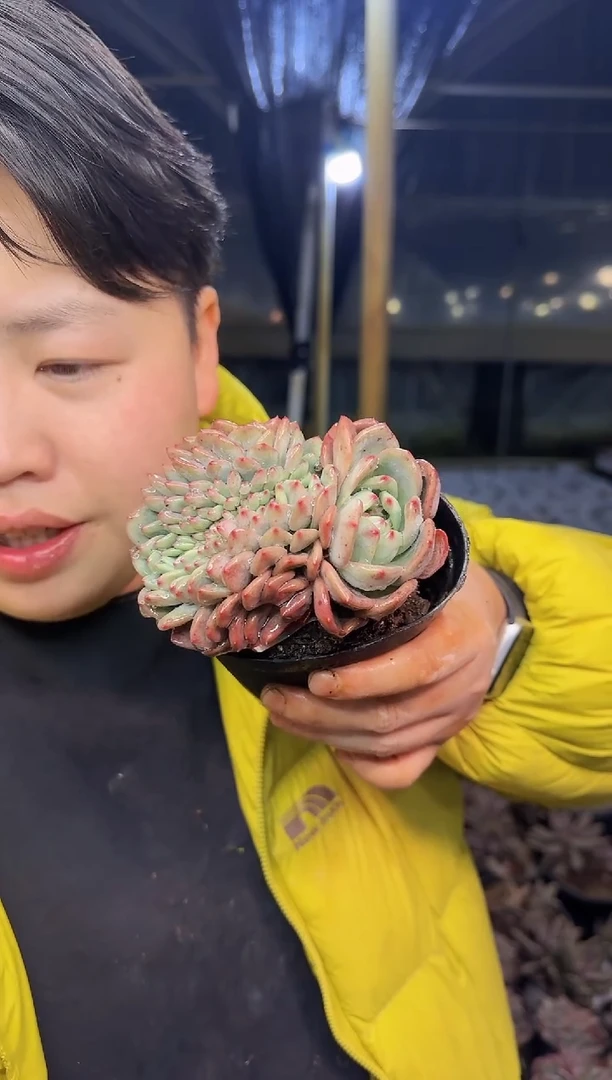 艾利尔缀多肉植物7.77