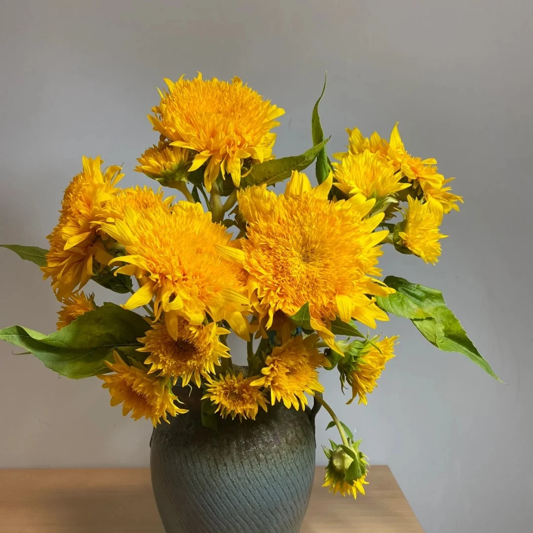 【源头优选-表妹】泰迪-向日葵 任意2单升级快递 发货后不支持退款