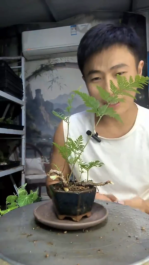 呼*圈中青园艺一物一拍102
