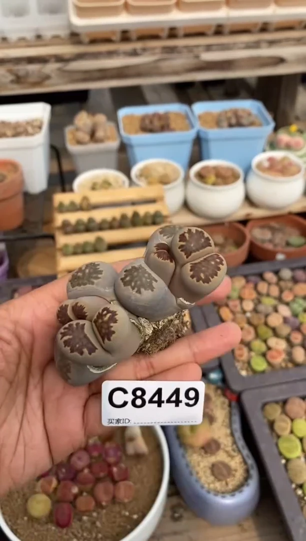 8449开播福利一物一拍