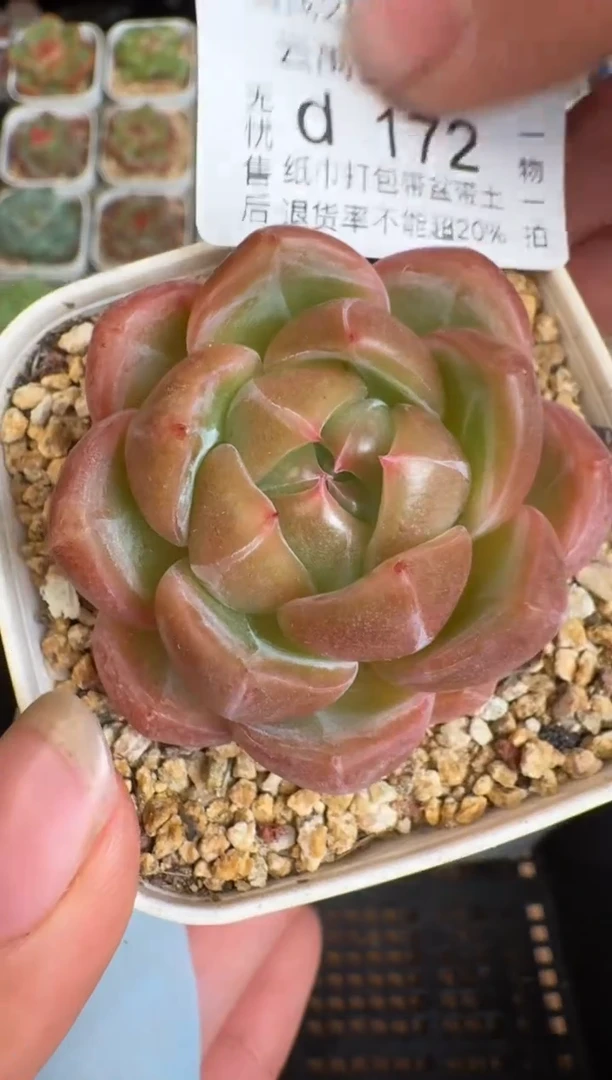 172d盆土发(6.5cm杯）一物一拍 珍妮多肉