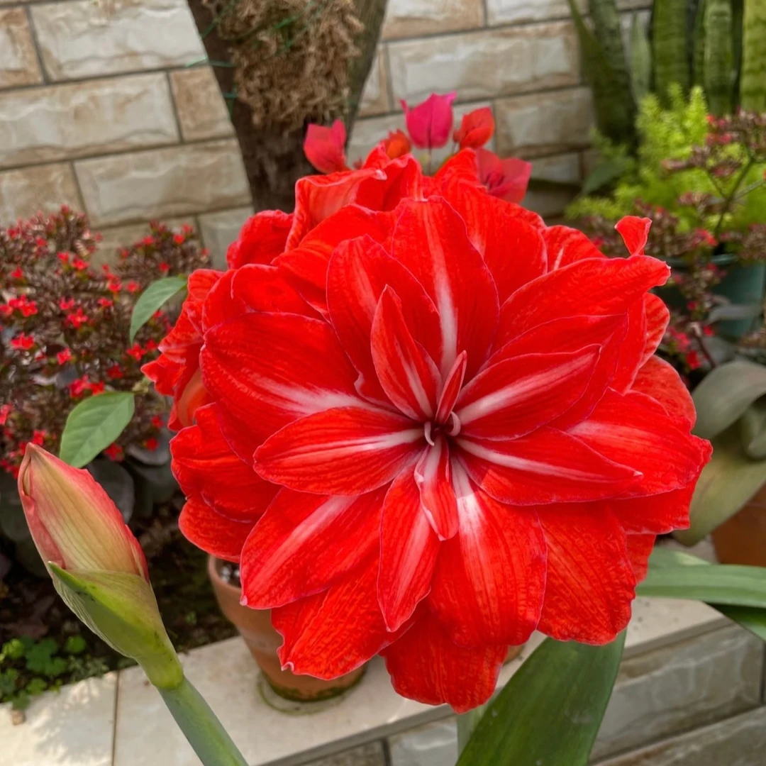 娜娜【双马戏团】朱顶红 基地球 阳台花卉