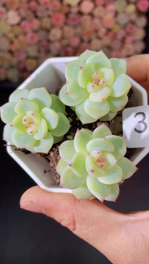 325样品寒绯量拍一组