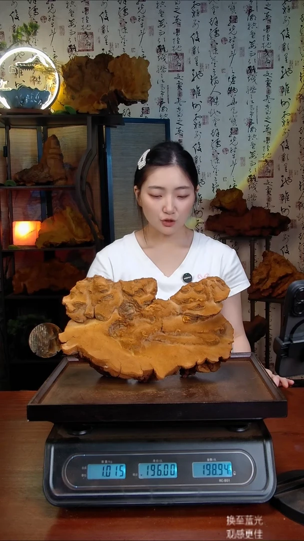 松针层孔菌中国大陆【藏区】松树桑黄（2.03斤）30-40年份