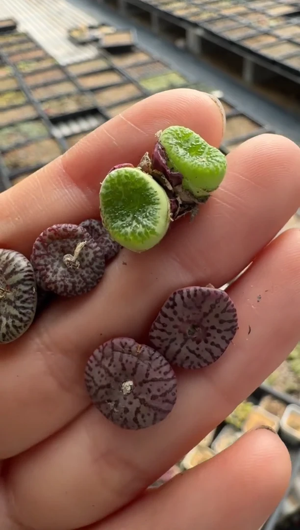 【闪购商品】8-1恶魔之眼一颗