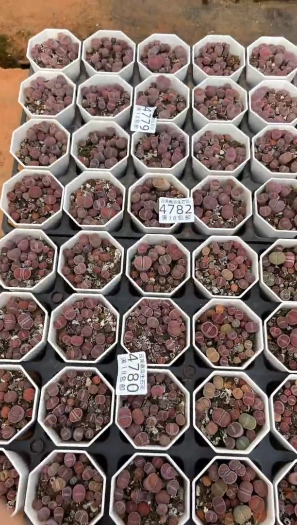 4782特价八角紫色混合有疤瑕疵发货1盒量拍